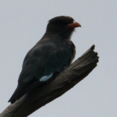 Eurystomus orientalis (Dollarbird) at Albury - 5 Feb 2021 by PaulF