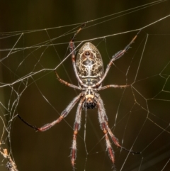 Trichonephila edulis at Bruce, ACT - 5 Feb 2021 01:16 PM