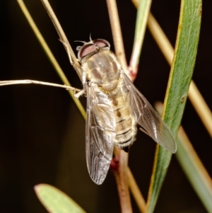 Trichophthalma punctata at Bruce, ACT - 5 Feb 2021