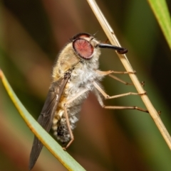 Trichophthalma punctata at Bruce, ACT - 5 Feb 2021