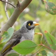 Manorina melanocephala (Noisy Miner) at Kambah, ACT - 5 Feb 2021 by MatthewFrawley