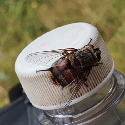 Rutilia sp. (genus) (A Rutilia bristle fly, subgenus unknown) at Wyndham, NSW - 31 Jan 2021 by JoyGeorgeson