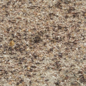 Iridomyrmex purpureus at Kambah, ACT - 5 Feb 2021