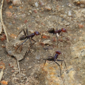 Iridomyrmex purpureus at Kambah, ACT - 5 Feb 2021 01:34 PM