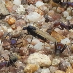 Iridomyrmex purpureus at Kambah, ACT - 5 Feb 2021