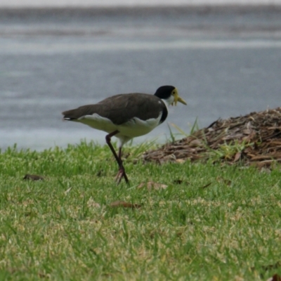 Vanellus miles (Masked Lapwing) at South Albury, NSW - 5 Feb 2021 by PaulF