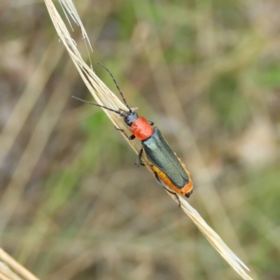 Chauliognathus tricolor (Tricolor soldier beetle) at Kambah, ACT - 5 Feb 2021 by MatthewFrawley