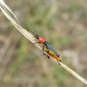 Chauliognathus tricolor at Kambah, ACT - 5 Feb 2021