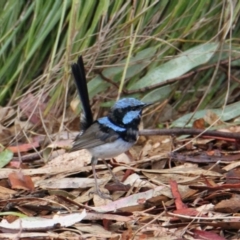 Malurus cyaneus (Superb Fairywren) at South Albury, NSW - 5 Feb 2021 by PaulF