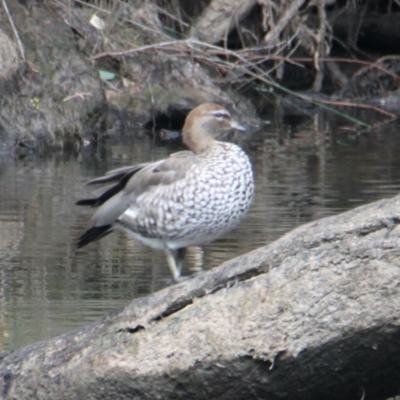 Chenonetta jubata (Australian Wood Duck) at South Albury, NSW - 4 Feb 2021 by PaulF