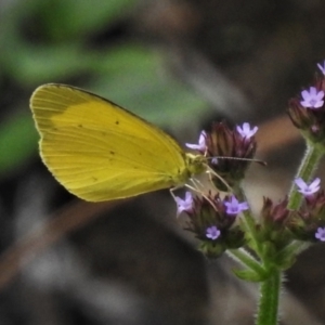 Eurema smilax at Tennent, ACT - 5 Feb 2021 03:02 PM