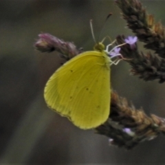 Eurema smilax at Tennent, ACT - 5 Feb 2021 03:02 PM