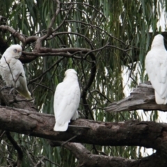 Cacatua sanguinea (Little Corella) at South Albury, NSW - 5 Feb 2021 by PaulF