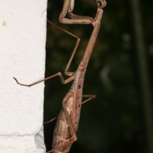 Archimantis latistyla at Melba, ACT - 30 Jan 2021