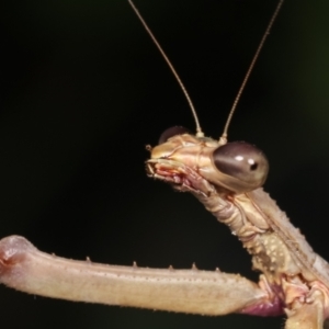 Archimantis latistyla at Melba, ACT - 30 Jan 2021 10:42 PM