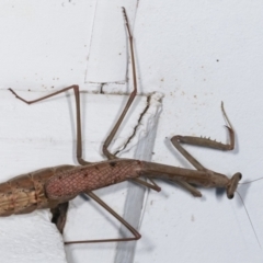 Archimantis latistyla at Melba, ACT - 30 Jan 2021 10:42 PM