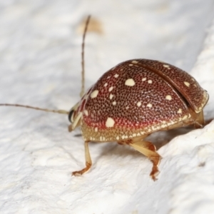 Paropsis geographica at Melba, ACT - 30 Jan 2021