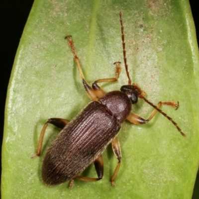 Alleculinae sp. (Subfamily) (Unidentified Comb-clawed beetle) at Melba, ACT - 30 Jan 2021 by kasiaaus