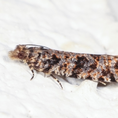 Isochorista (genus) (A Tortricid moth) at Melba, ACT - 30 Jan 2021 by kasiaaus