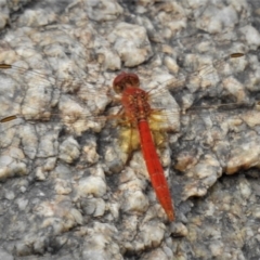 Diplacodes haematodes (Scarlet Percher) at Tharwa, ACT - 5 Feb 2021 by JohnBundock