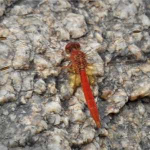 Diplacodes haematodes at Tharwa, ACT - 5 Feb 2021 04:01 PM