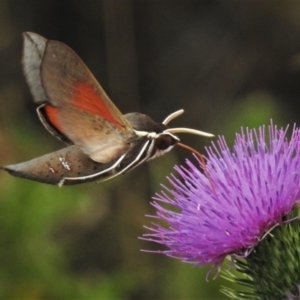 Hippotion scrofa at Tharwa, ACT - 5 Feb 2021