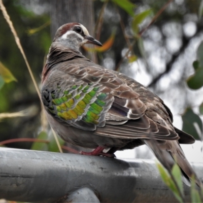 Phaps chalcoptera (Common Bronzewing) at Gibraltar Pines - 5 Feb 2021 by JohnBundock