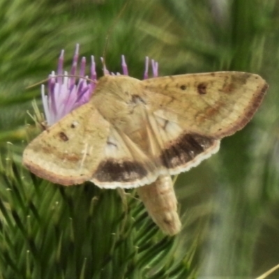 Helicoverpa armigera (Cotton bollworm, Corn earworm) at Tharwa, ACT - 5 Feb 2021 by JohnBundock