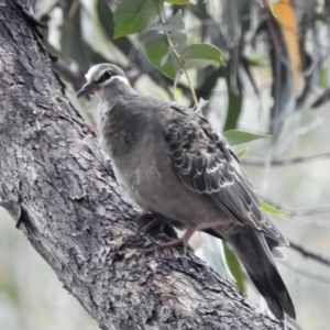 Phaps chalcoptera at Paddys River, ACT - 5 Feb 2021