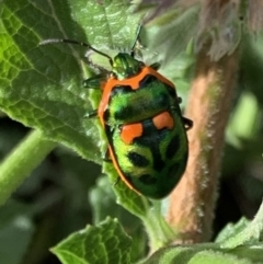 Scutiphora pedicellata (Metallic Jewel Bug) at Murrumbateman, NSW - 5 Feb 2021 by SimoneC