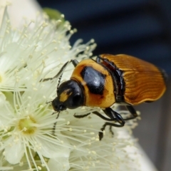 Castiarina maculicollis (Black spot jewel beetle) at Rugosa - 5 Feb 2021 by SenexRugosus