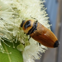 Castiarina maculicollis at Yass River, NSW - 5 Feb 2021 03:40 PM