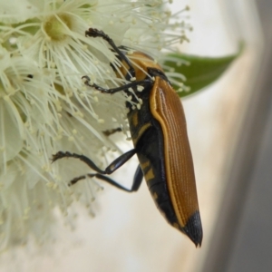 Castiarina maculicollis at Yass River, NSW - 5 Feb 2021 03:40 PM