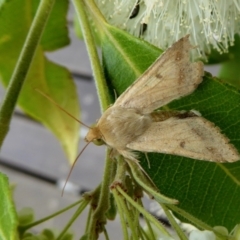 Helicoverpa armigera (Cotton bollworm, Corn earworm) at Rugosa - 5 Feb 2021 by SenexRugosus