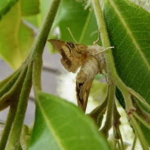 Helicoverpa armigera at Yass River, NSW - 5 Feb 2021 01:13 PM