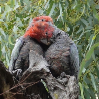 Callocephalon fimbriatum (Gang-gang Cockatoo) at Hughes, ACT - 5 Feb 2021 by JackyF