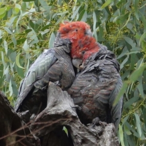 Callocephalon fimbriatum at Hughes, ACT - suppressed