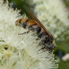 Radumeris tasmaniensis (Yellow Hairy Flower Wasp) at Rugosa - 5 Feb 2021 by SenexRugosus