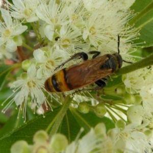 Radumeris tasmaniensis at Yass River, NSW - 5 Feb 2021 03:10 PM