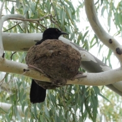 Corcorax melanorhamphos at Deakin, ACT - 4 Feb 2021