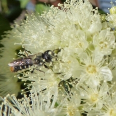 Megachile sp. (several subgenera) at Yass River, NSW - 4 Feb 2021 02:52 PM