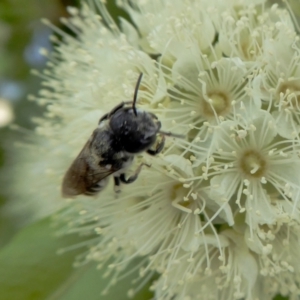 Megachile sp. (several subgenera) at Yass River, NSW - 4 Feb 2021 02:52 PM