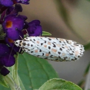 Utetheisa pulchelloides at Hughes, ACT - 4 Feb 2021