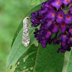 Utetheisa pulchelloides at Hughes, ACT - 4 Feb 2021