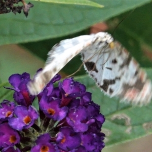 Utetheisa pulchelloides at Hughes, ACT - 4 Feb 2021