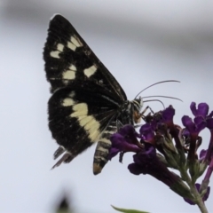 Cruria donowani (Crow or Donovan's Day Moth) at Hughes, ACT - 5 Feb 2021 by JackyF