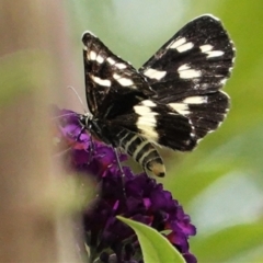 Cruria donowani at Hughes, ACT - 5 Feb 2021 11:33 AM