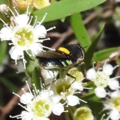 Odontomyia hunteri at Acton, ACT - 5 Feb 2021