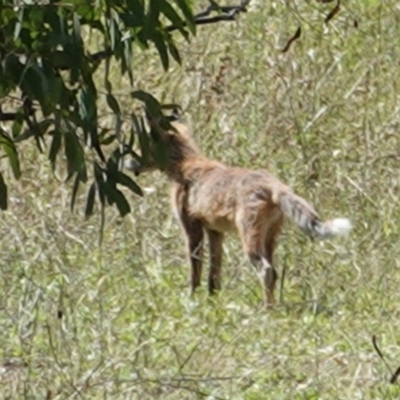 Vulpes vulpes (Red Fox) at Red Hill Nature Reserve - 3 Feb 2021 by JackyF
