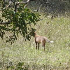 Vulpes vulpes at Hughes, ACT - 4 Feb 2021